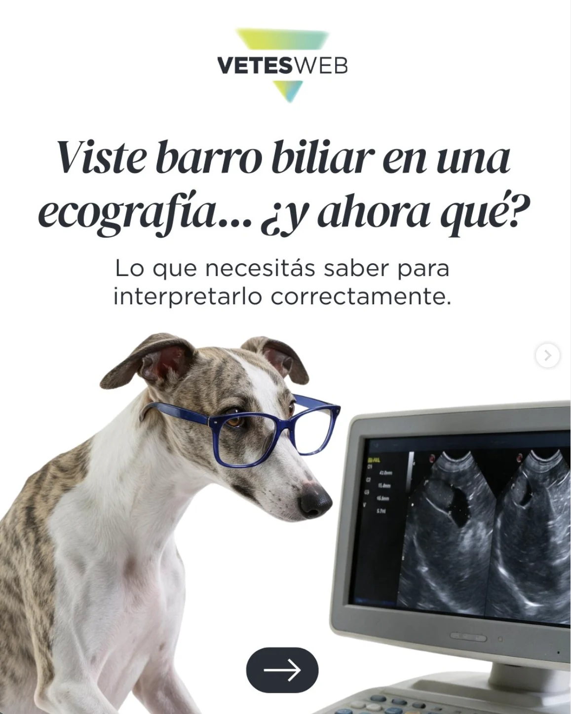 Carrusel de VetesWeb: «Viste barro biliar en una ecografía… ¿y ahora qué?»